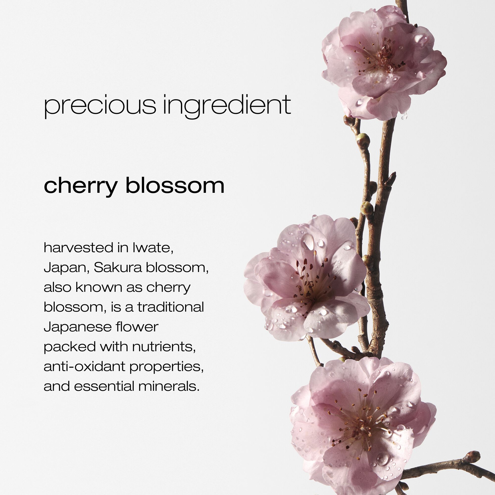 shu uemura art of hair delicate comfort deep cleanser ingredients