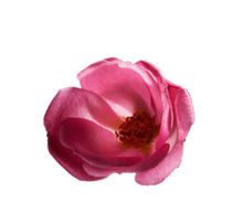 Musk Rose Oil Musk Rose Oil