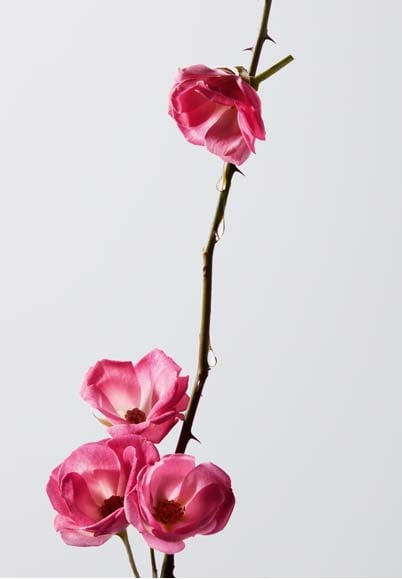 Shu Uemura Art of Hair - Rare & Precious Ingredients Shu Uemura Art of Hair - Rare & Precious Ingredients