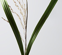 Rice Extract Rice Extract