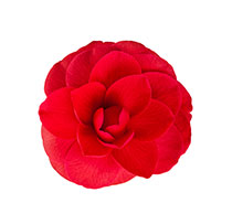 Red Camellia Red Camellia