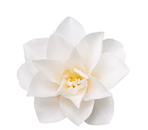 Camellia Oil Camellia Oil