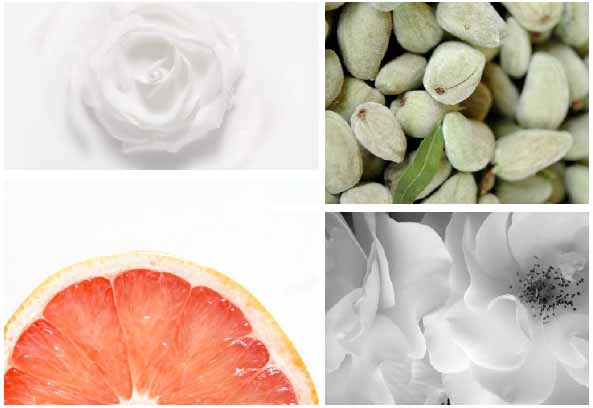 Camellia Oil Camellia Oil