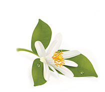 Neroli Essential Oil Neroli Essential Oil