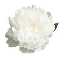 Japanese white peony Japanese white peony