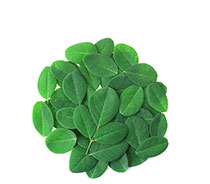 Moringa Oil Moringa Oil