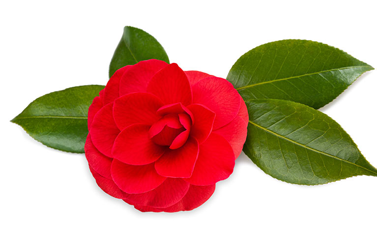 Japanese Red Camellia Oil Ingredient